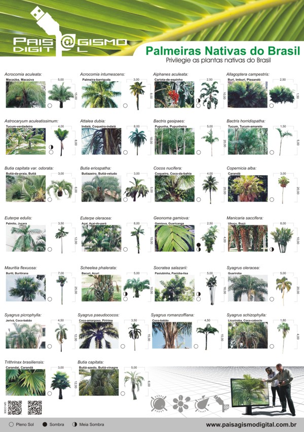 Poster palmeiras nativas do Brasil