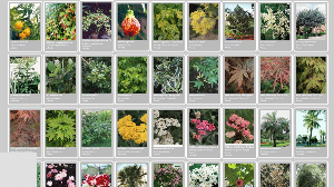 Milhares de plantas ornamentais cadastradas